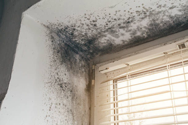 Affordable Bathroom Mold Removal solutions in New Vernon, NJ